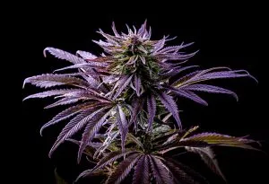 purple cannabis plant (1)
