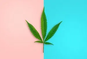 Cannabis leaf blue-pink (1)