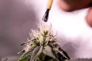 brushing-pollen-onto-flowers