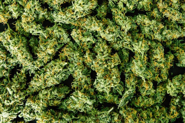 Cannabis Bud Pile