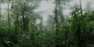 wet and humid growing conditions