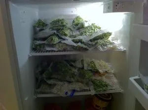 weed-stored-in-freezer