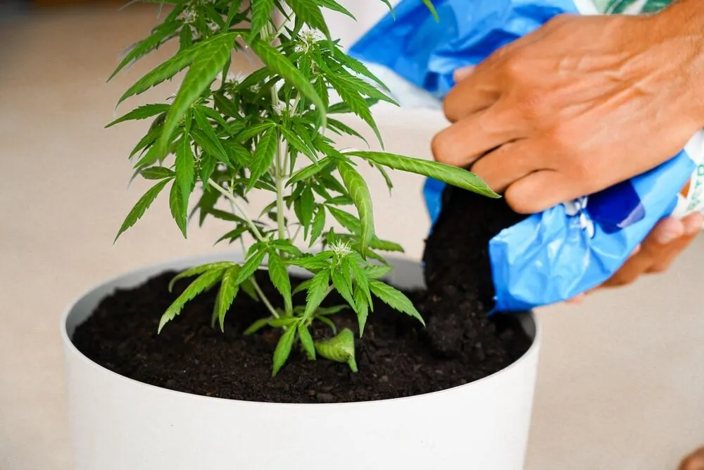 a man pouring soil into a plant pot for his cannabis plant