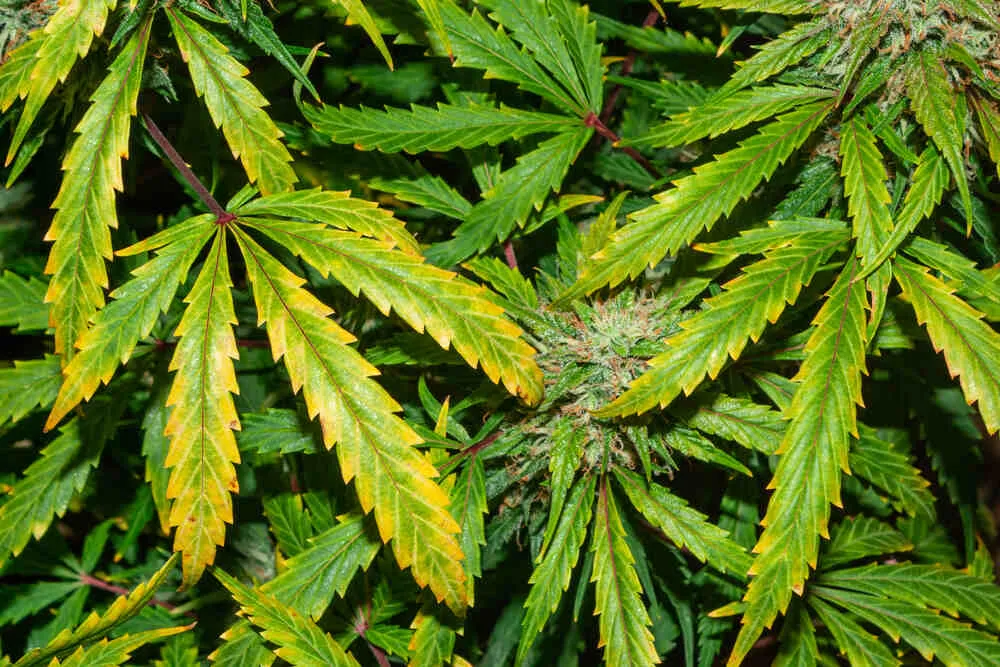 many cannabis plants that are showing signs of potassium deficiency with yellowing leaves and burnt tips on the leaves