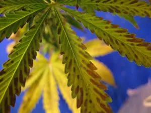 marijuana nutrient deficiencies
