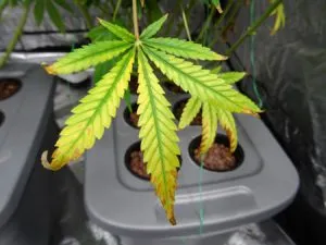 nitrogen deficiency