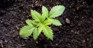 growing organic marijuana