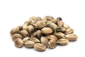 Cannabis seeds (1)