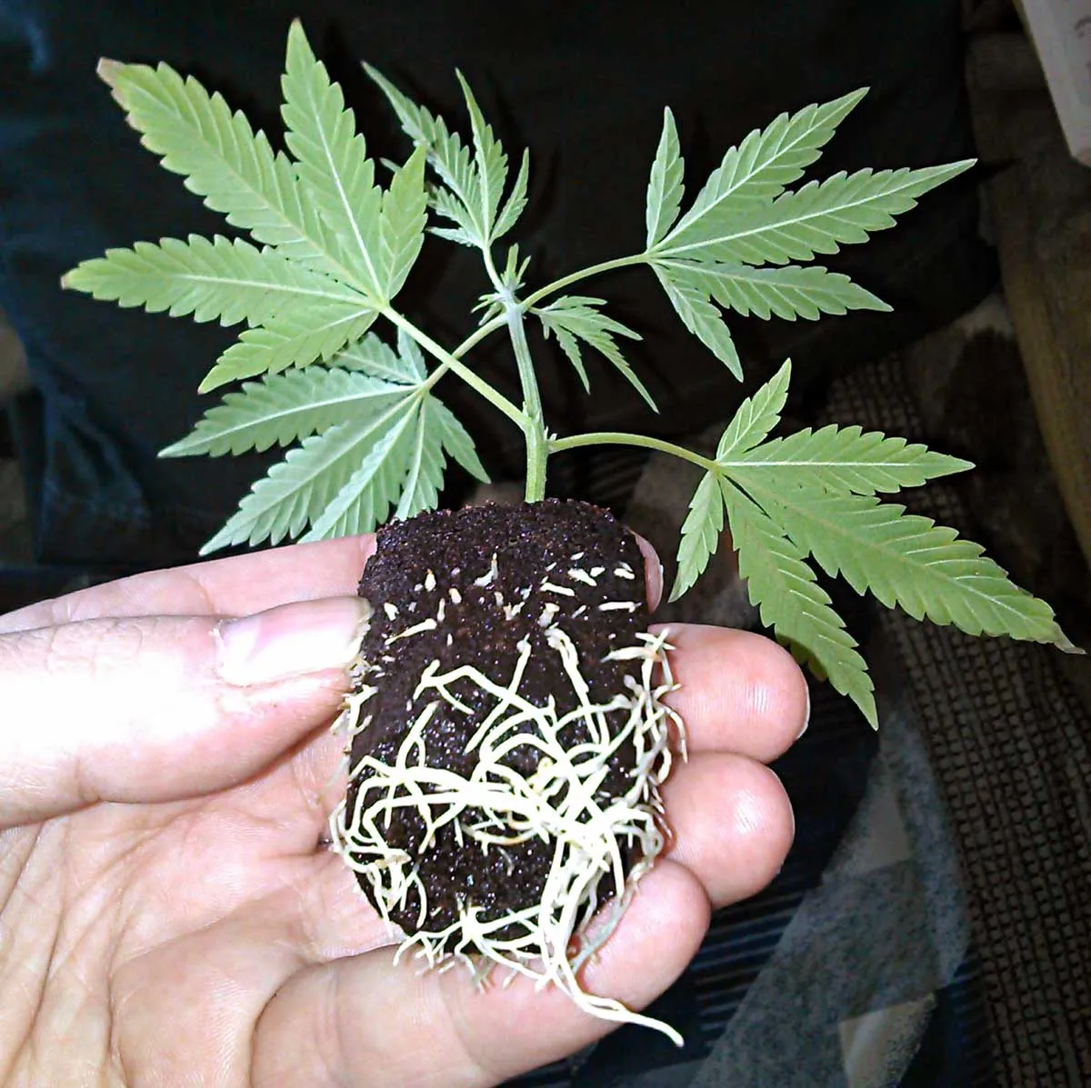 weed clone