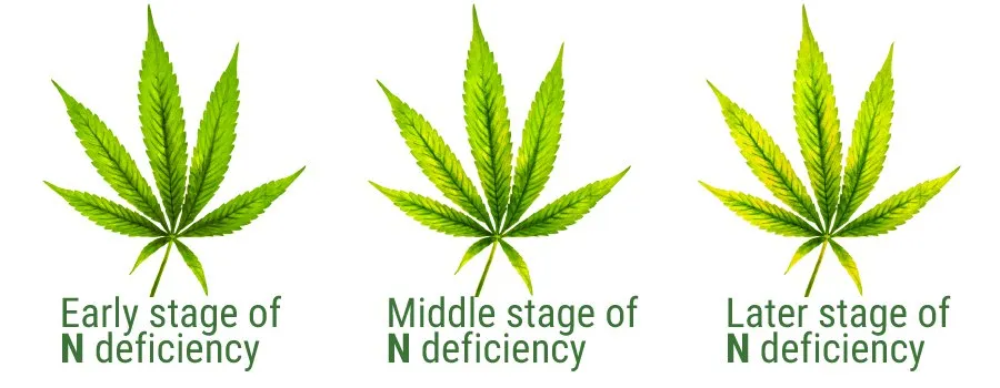 weed leaf nitrogen deficiency