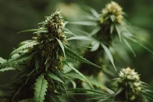 CO2 grow room marijuana flower bud