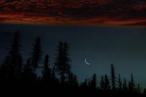 Night Cannabis Field