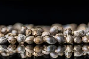 Cannabis Seeds