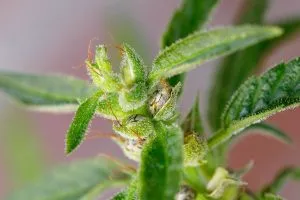 How to Tell If Buds are Pollinated 1