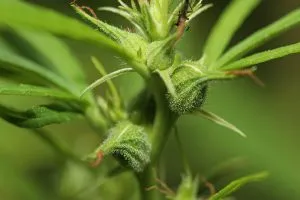 Tips to sex a marijuana plant