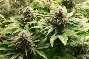 Fast Flowering Cannabis Strains