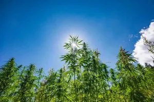 Grow Outdoor Weed on mountain