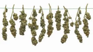 hang drying cannabis plants