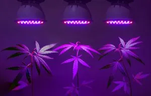 Cannabis grow lights