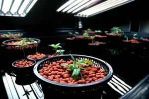 growing weed in DWC hydroponics setup