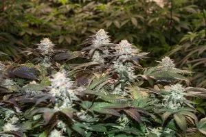 shutterstock_2286540877 (2)