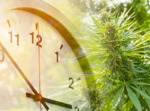 Cannabis,Marijuana,Plant,Leaves,Or,Hemp,Overlay,With,Times,Clock