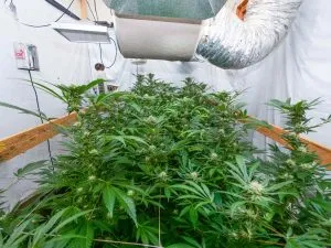 Indoor-cannabis-grow-room-setup-1