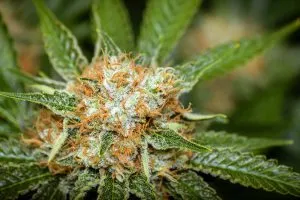 orange hairs on weed