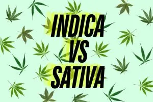 sativa-vs-indica