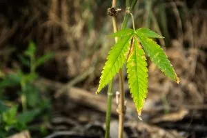 drooping-cannabis-leaves