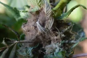bud rotting on a cannabis plant