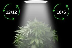 cannabis-plant-under-grow-light-with-the-two-main-light-cycles-showing-either-side-of-the-plant-1