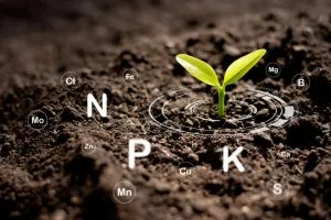 a cannabis seedling popping out of soil with the NPK ratios and other nutrients shown in its periodic table form
