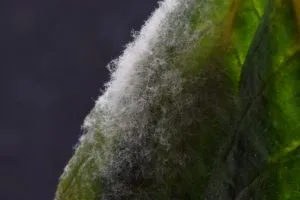 a close up of powdery mildew on a cannabis leaf