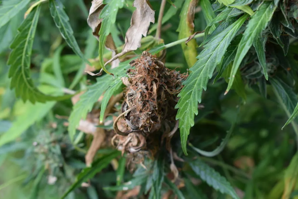 Botrytis formed on a cannabis plant