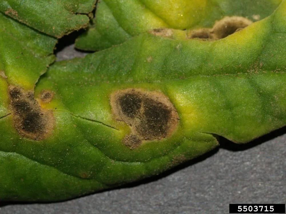 Cladosporium mold formed on a cannabis plant
