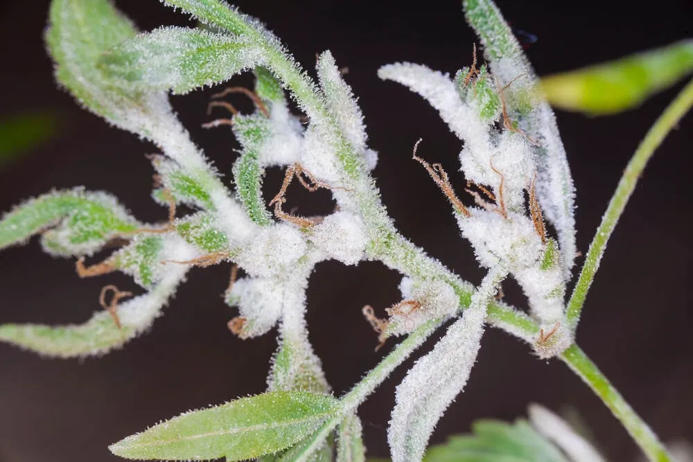 white mold formed on a cannabis plant