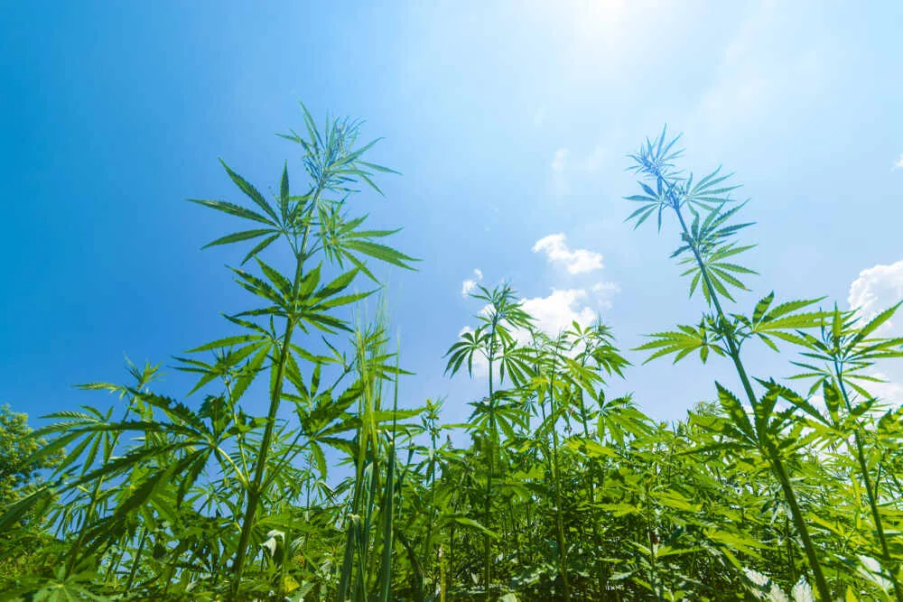 cannabis plants stretching outside with a blue sky
