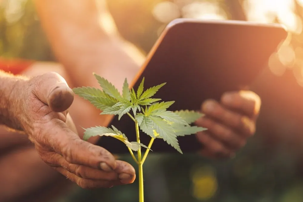 a man in red shorts with a clipboard checking on cannabis plants