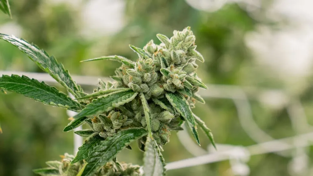 a close up of a hindu kush cannabis plant with a scrog net behind it and a blurred background