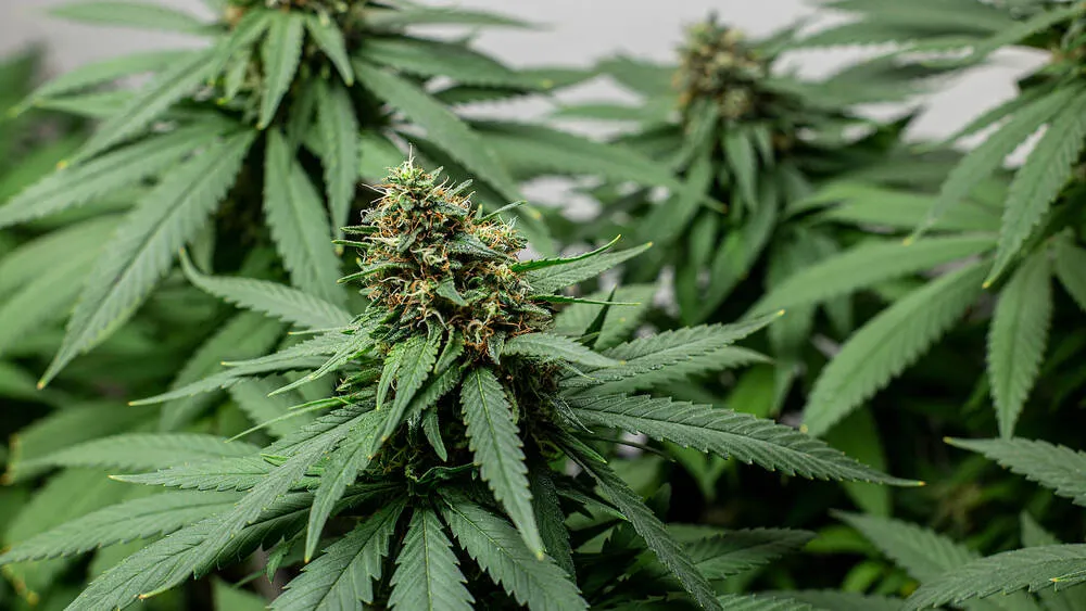 thai stick cannabis plants growing together in close proximity