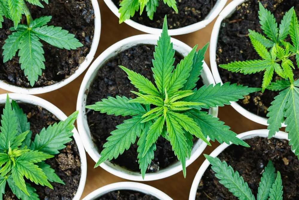 a group of autoflowering cannabis plants in white pots on a wooden table