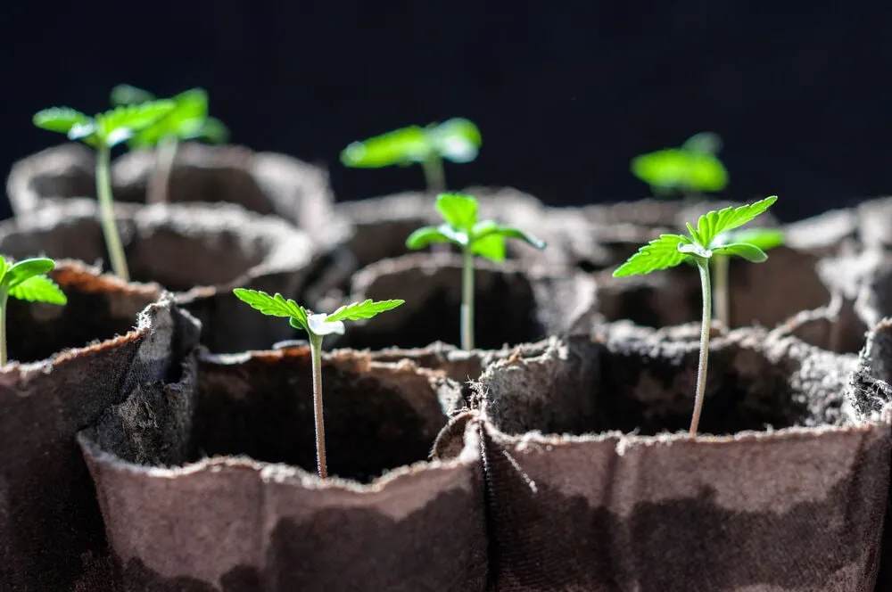 autoflowering cananabis seedlings in fabric pots with a black background