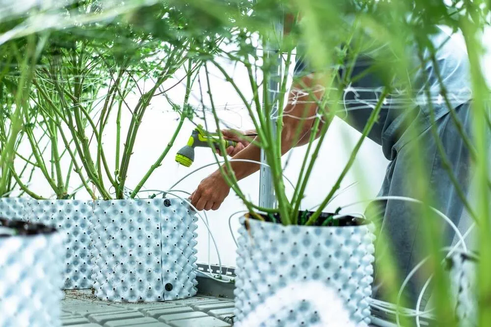 a man flushing his cannabis plants that are in white plant pots